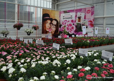 Wat een plaatje met pink kisses op de achtergrond.